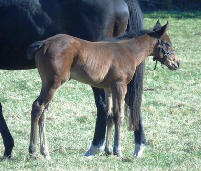 2019 filly by The Gurkha